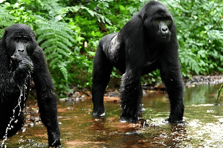 Uganda: 2-Day Gorilla Trekking at Bwindi Impenetrable Park