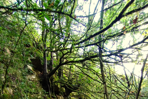 Tarragona: Prades Mountains Forest Bathing and Meditation