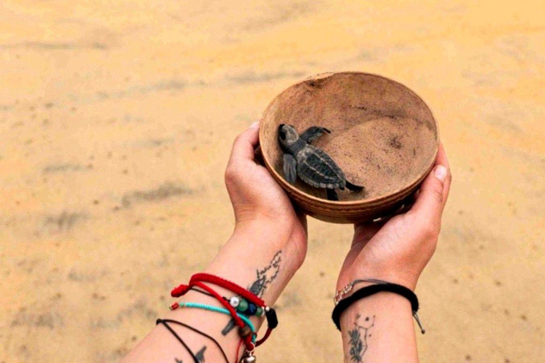 Huatulco: Turtle Release & Bioluminescence Tour