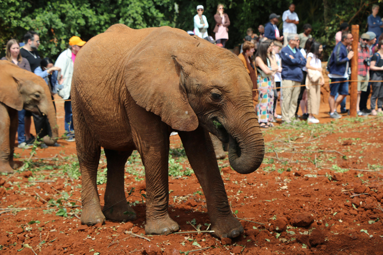 Parco nazionale di Nairobi, elefanti, giraffe e bomi del Kenya