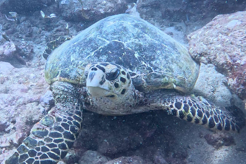 Mombasa: Discover Scuba Diving Experience with PADI Guide PADI: Discover Scuba Diving Experience