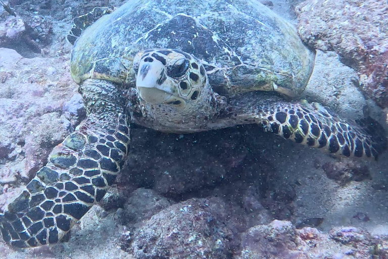 Mombasa: Discover Scuba Diving Experience with PADI Guide PADI: Discover Scuba Diving Experience