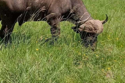 Nairobi: National Park Game Drive with Hotel Pickup