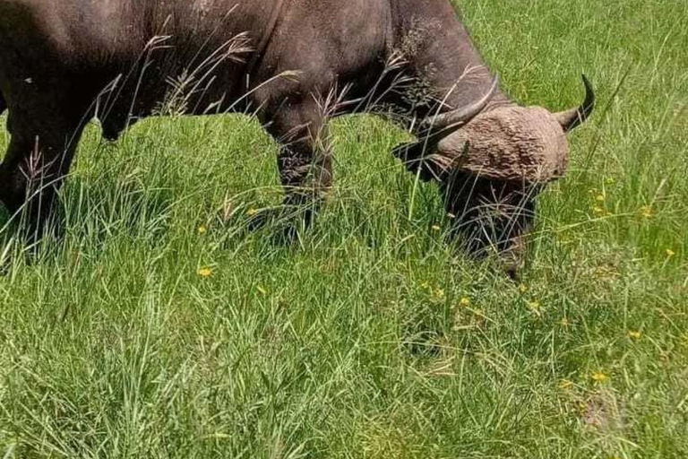 Nairobi: Parco Nazionale con servizio di prelievo in hotel