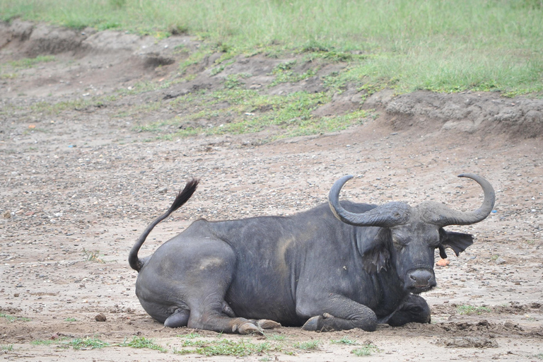 Kampala: 2-Day Murchison Falls Safari with Rhino Trek