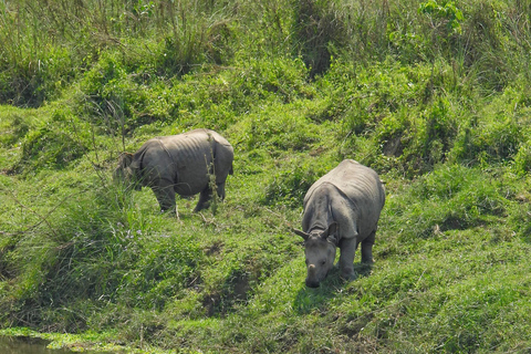 Chitwan National Park: Full-Day Jeep Safari with Lunch