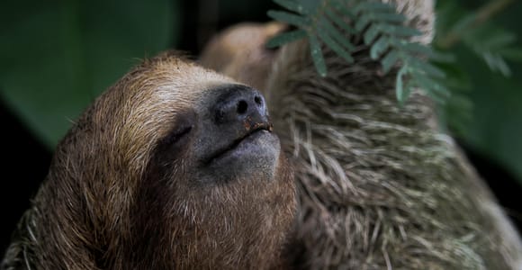More than a Sloth Tour—La Fortuna Wildlife Experience.