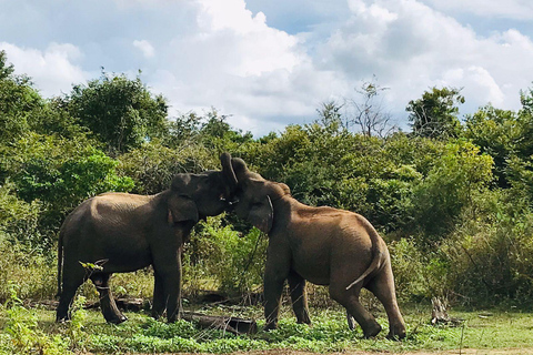 Safari dans le parc national de Minneriya avec jeep et billet d&#039;entrée