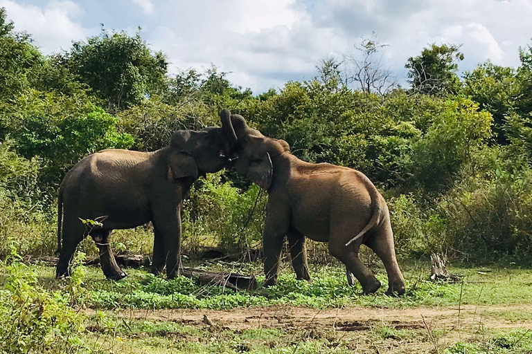 Safari dans le parc national de Minneriya avec jeep et billet d&#039;entrée