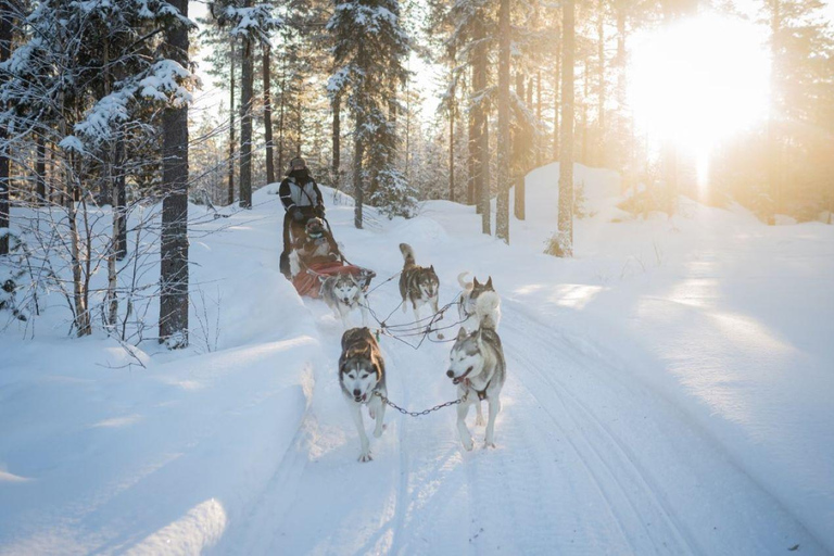 Rovaniemi: Small-Group Self-Drive Husky Experience
