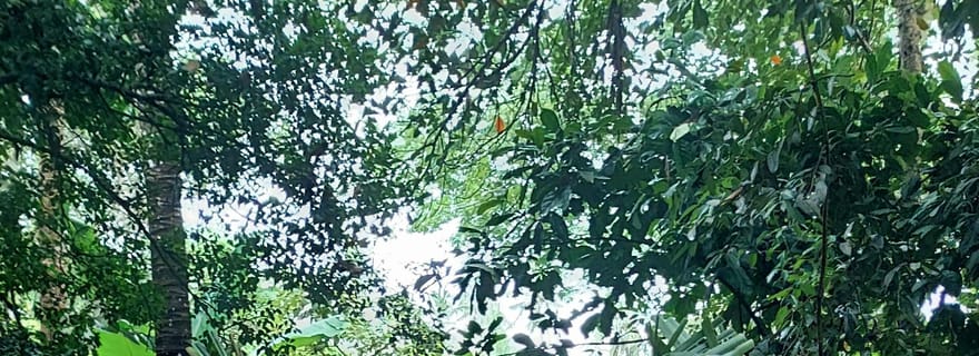 Zanzibar : forêt de Jozani, plantation d'épices avec cours de cuisine swahili.
