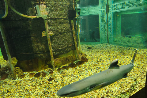 Hurghada: Hurghada City Tour with optional Red Sea Aquarium Group Hurghada City Tour
