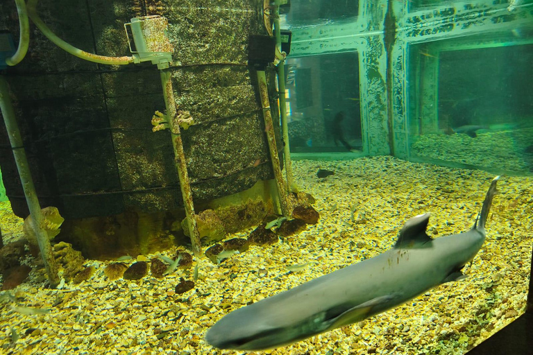 Hurghada: Hurghada City Tour with optional Red Sea Aquarium Group Hurghada City Tour