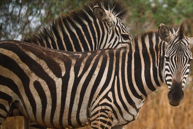 Serengeti: 3-Day Migration Safari with Hot Air Balloon Ride