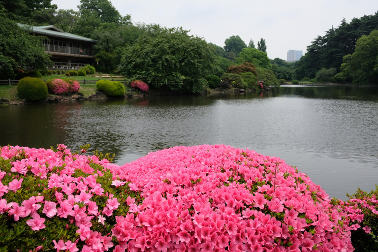 Tokyo: Shinjuku Gyoen National Garden Guided Walking Tour Small Group Tour