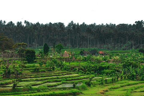 Yogyakarta: Subida a Borobudur Senderismo por los arrozales de Selogriyo