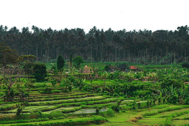 Yogyakarta: Subida a Borobudur Senderismo por los arrozales de Selogriyo