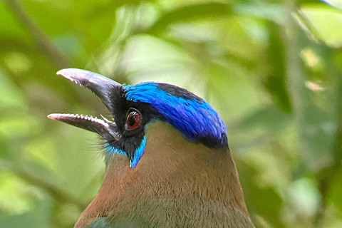 Manuel Antonio Park: Guided Walking Tour with a NaturalistPrivate Tour