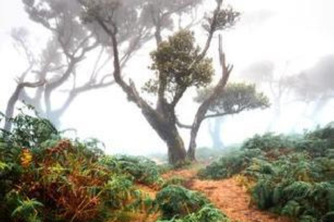 Fanal Assobiadores Trail Machico, Santa Cruz pickup hotels