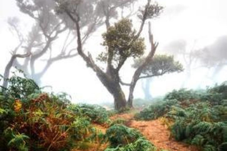 Fanal Assobiadores Trail Machico, Santa Cruz pickup hotels