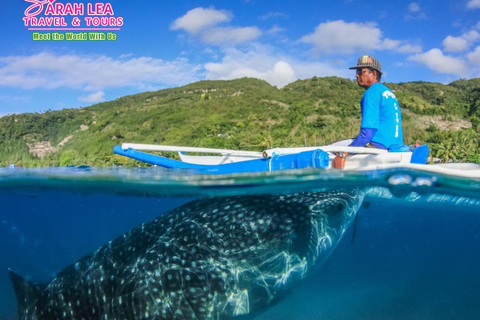BREATHTAKING SOUTH CEBU WHALESHARK ADVENTURE