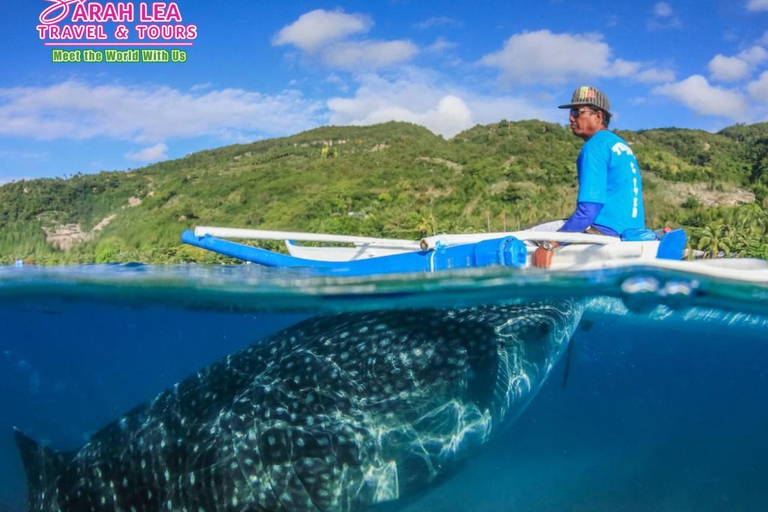 BREATHTAKING SOUTH CEBU WHALESHARK ADVENTURE
