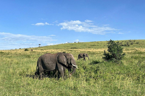 Nairobi: 3-Day epic trip to Maasai Mara Reserve with meals 3 days, 2 nights private safari to Mara in a tourist VAN