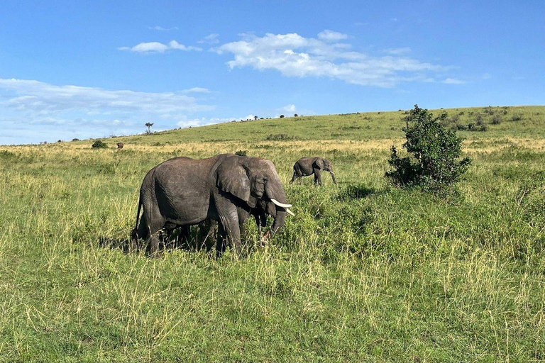 Nairobi: 3-Day epic trip to Maasai Mara Reserve with meals 3 days, 2 nights private safari to Mara in a tourist VAN