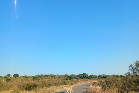 From Kasane: Chobe National Park Jeep Safari & River Cruise
