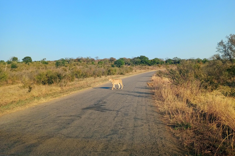 From Kasane: Chobe National Park Jeep Safari & River Cruise