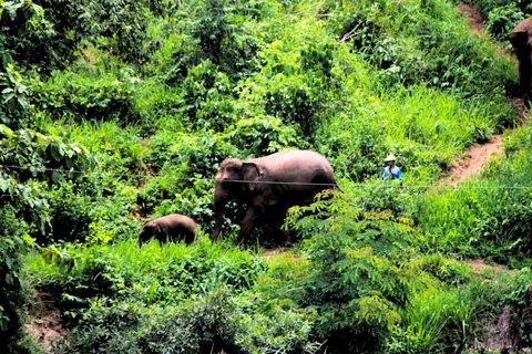 Chiang Mai: Full Day Living Green Elephant Sanctuary Chiangmai: Full Day Living Green Elephant Sanctuary