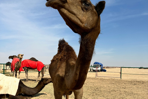 Arabische 1001 Nachten - Besloten Tent Safari Overnachting