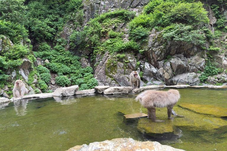 Nagano: Snow Monkey Park, Soba Lunch, and Shibu Onsen Tour Tour + Onsen Stamp Towel