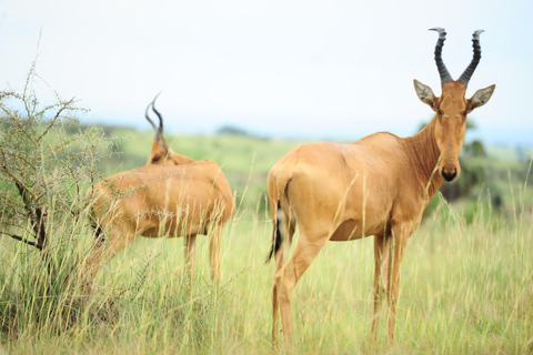 Kampala: 2-Day Murchison Falls Safari with Rhino Trek