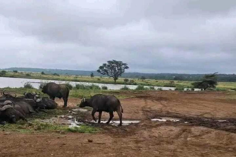 Nairobi: National Park Game Drive mit Abholung vom Hotel