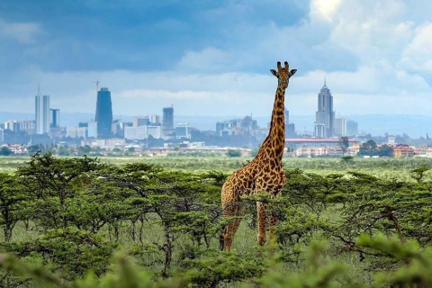 Escale à l'aéroport de Nairobi : Visite du parc national de Nairobi - 4 heures