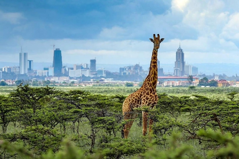 Safari nocturno por el Parque Nacional de Nairobi.
