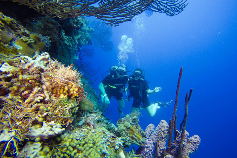 Aventura de submarinismo en Catalina El Muro y el Acuario