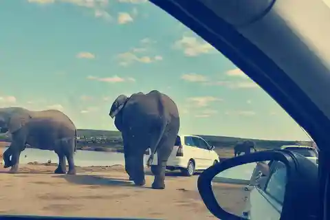 Visit Port Elizabeth :Addo Elephant Park Wildlife Safari