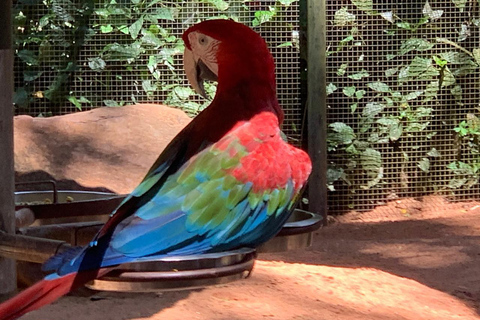 Foz do Iguaçu: Falls, Bird Park, and Macuco Safari Tour