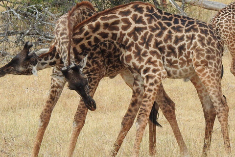 3 jours de Zanzibar à Arusha, transfert routier vers le Serengeti