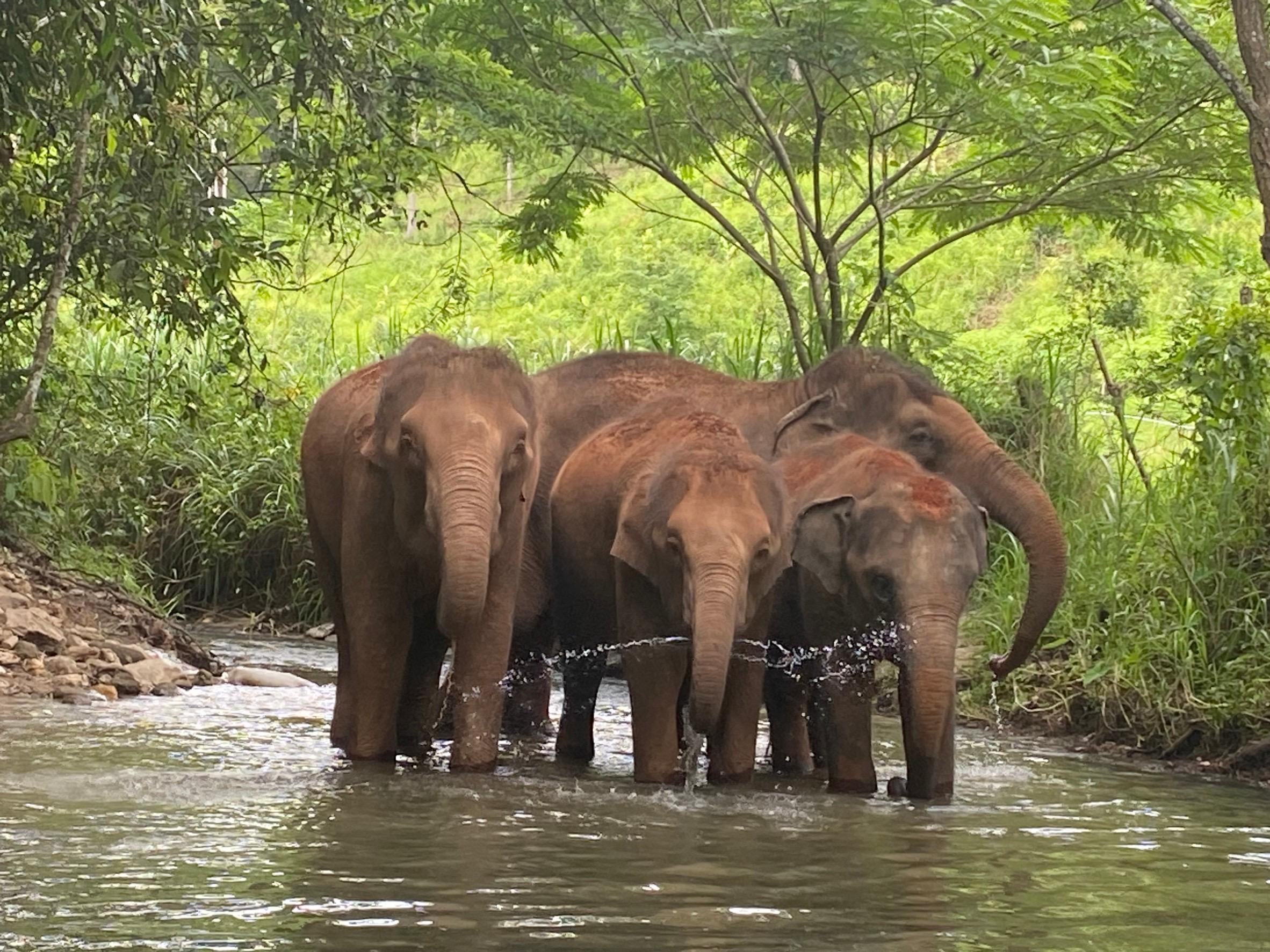 Chiang Mai: Elephant Dream Project Sanctuary - Halbtagesausflug