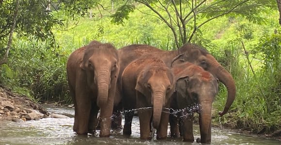 Chiang Mai: Elephant Dream Project Sanctuary - Half-Day
