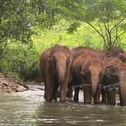 Chiang Mai: Elephant Dream Project Sanctuary - Half-Day