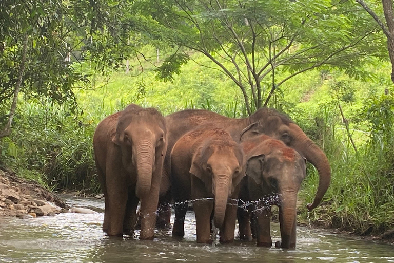 Chiang Mai: Elephant Dream Project Sanctuary - heldag