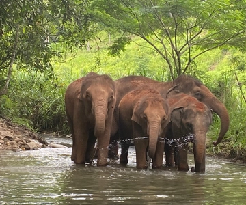 Chiang Mai: Elephant Dream Project Sanctuary - Half-Day