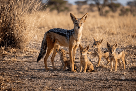 From Sheraro: 5-Day Kafta Sheraro National Park Safari