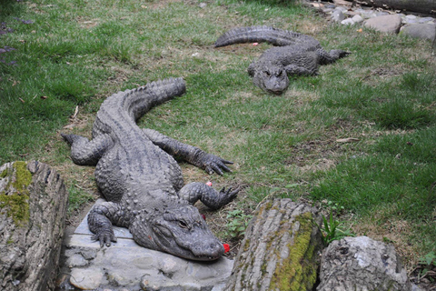 Rio de Janeiro: Ilha da Gigóia Canals and Wildlife Tour