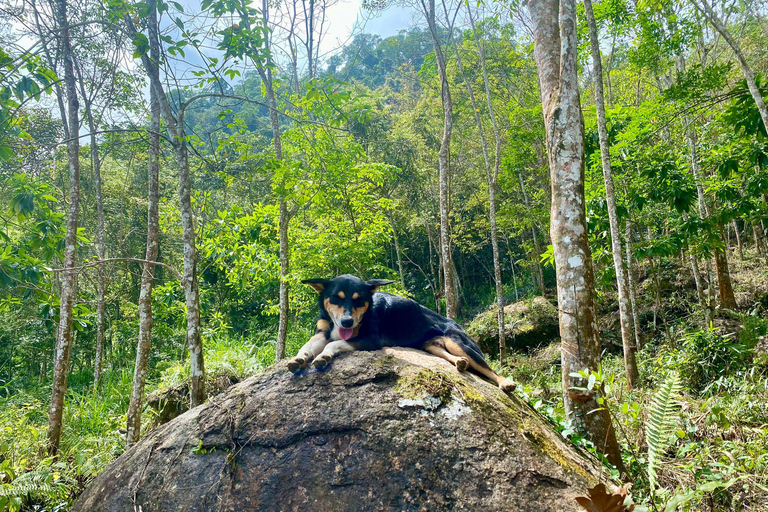 Colombo: Tour delle piantagioni di tè e delle tenute di gomma con pranzo