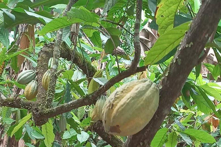 Indigenous Cacao Tour in Bocas del Toro